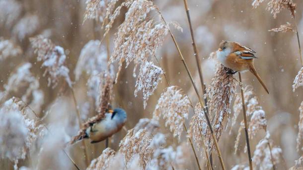 Bartmeisen (Panurus biarmicus) Männchen und Weibchen auf Nahrungssuche in verschneiten Schilfrohren, Baden-Wuerttemberg (© Martin Grimm/Alamy Stock Photo)
