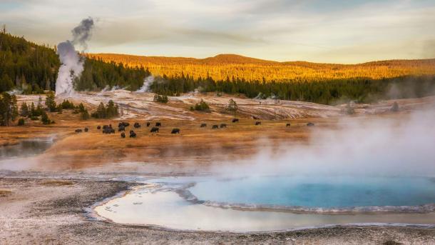 Bisons grasen an heißen Quellen im Yellowstone-Nationalpark, Wyoming, USA (© Cheryl Ramalho/Getty Images)