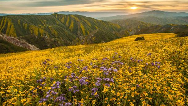 Superbloom in Carrizo Plain National Monument, Kalifornien, USA (© Robb Hirsch/TANDEM Stills + Motion)