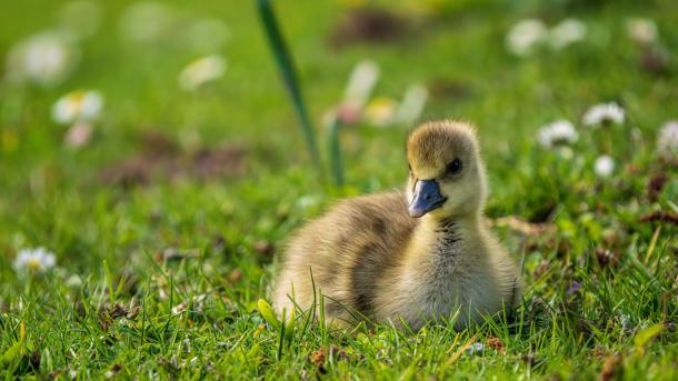 Gänseküken auf einer Wiese im Ahnepark, Vellmar, Hessen (© Gerhard Hagen/Getty Images)