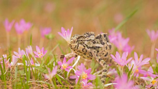 Gewöhnliches Chamäleon (© Photostock-Israel/SPL/Getty Images)