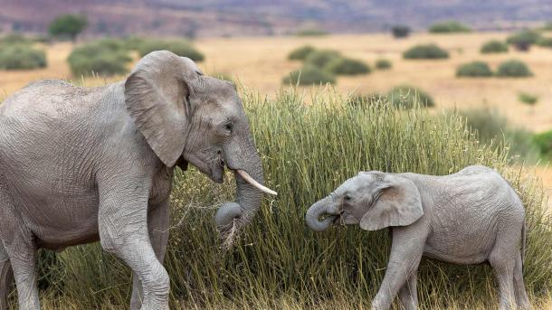 Wüstenelefant mit Kalb, Namibia (© Christophe Courteau/Minden Pictures)