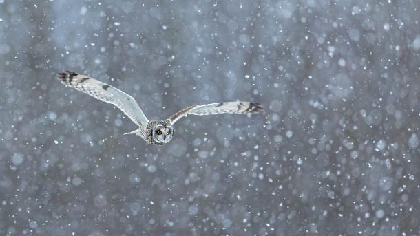 Anmut im Schneegestöber