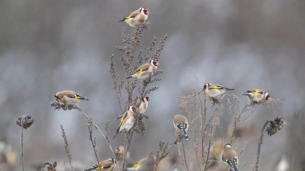 Stieglitze (Carduelis carduelis) auf der Nahrungssuche in einem Sonnenblumenfeld, Deutschland (© Arndt, S.E./Juniors Bildarchiv GmbH/Alamy Stock Foto)
