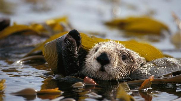 Seeotter in einem Seetangbett schwimmend im Alaska Maritime National Wildlife Refuge, USA (© Gerry Ellis/Minden Pictures)(© Gerry Ellis/Minden Pictures)