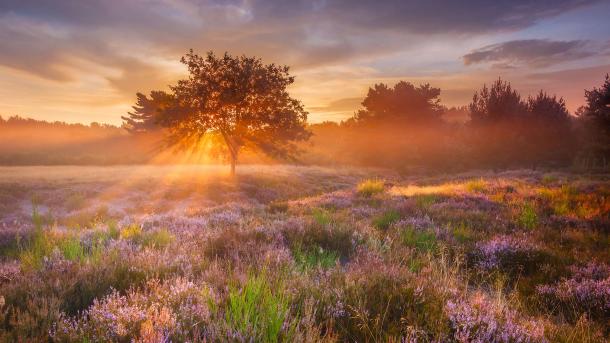 Morgenstund‘ hat Gold im Mund