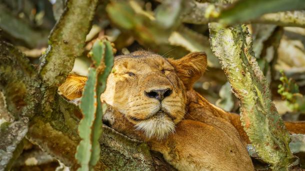 Schlafender Löwe im Ishasha-Sektor, Queen-Elizabeth-Nationalpark, Uganda (© Gunter Nuyts/Getty Images)