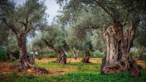 Olivenhain in der Serra de Tramuntana, Mallorca, Balearische Inseln, Spanien (© cinoby/Getty Images)