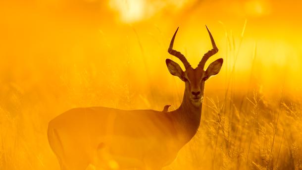 Impala im Moremi-Wildreservat, Botswana (© Paul Souders/Getty Images)
