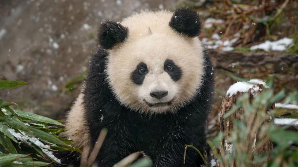 Baby-Riesenpanda im Schnee, China (© Cheryl Schneider/Alamy)