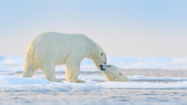 Eisbären beim Spielen in der Arktis (© Ondrej Prosicky/Shutterstock)