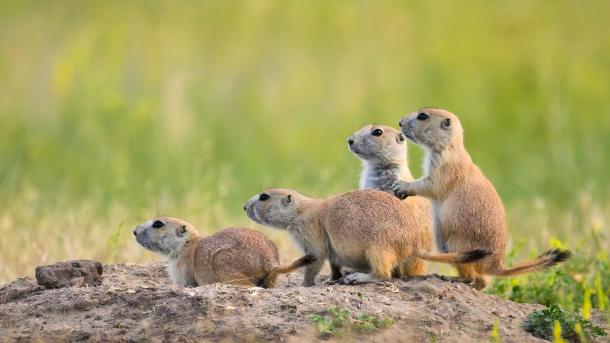 Schwarzschwanz-Präriehunde in der Roberts Prairie Dog Town, Badlands-Nationalpark, South Dakota, USA (© Greg Vaughn/Getty Images)