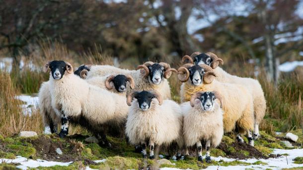 Scottish Blackface-Schaf, Aberdeenshire, Schottland (© Mike Powles/Getty Images)