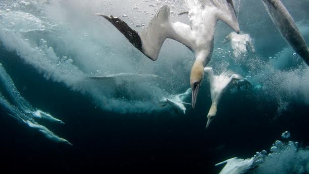 Nach Fisch tauchende Basstölpel, Shetlandinseln, Schottland (© Richard Shucksmith/Minden Pictures)