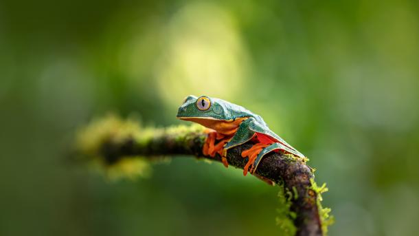 Prachtgreiffrosch (© Jan Stria/Shutterstock)