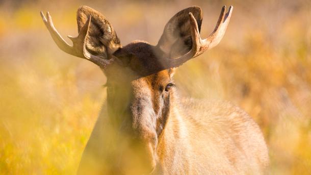 Ein junger Elchbulle im Denali-Nationalpark, Alaska, USA (© Grant Ordelheide/TANDEM Stills + Motion)