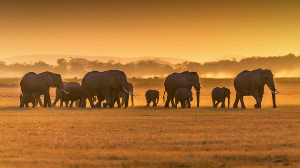 Un engagement planétaire pour sauver ces géants