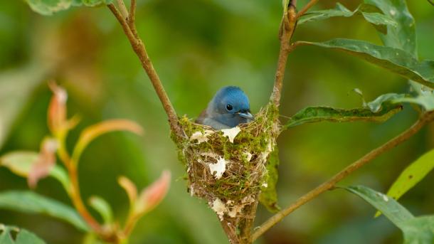 Female black-naped monarch nesting (© komkrit tonusin/Alamy)