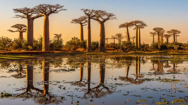 Baobab trees at sunset, Avenue of the Baobabs, Madagascar (© Framalicious/Shutterstock)