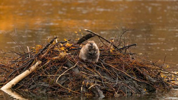 North American beaver, Moran, Wyoming, United States (© Enrique Aguirre Aves/Getty Images)