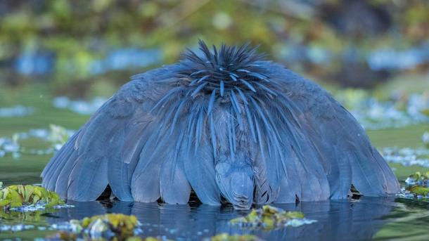 Black heron canopy hunting, Chobe National Park, Botswana (© Paul Souders/Minden PIctures)