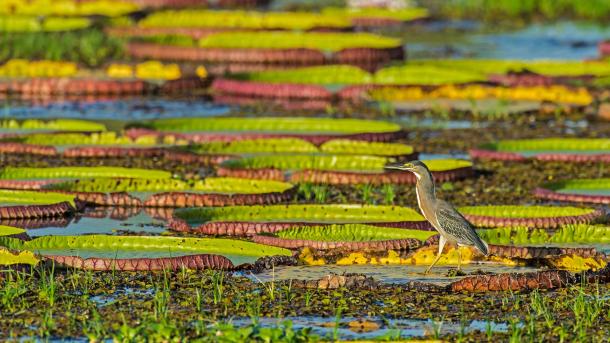 Striated heron on a Victoria water lily, Pantanal, Brazil (© Gerald Corsi/Getty Images)