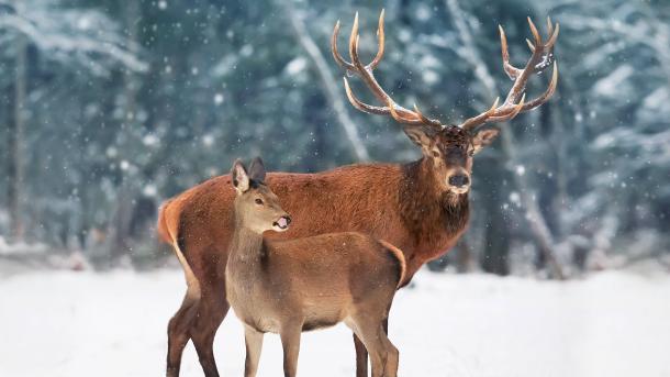 Red deer, Canada (© Delbars/Getty Images)