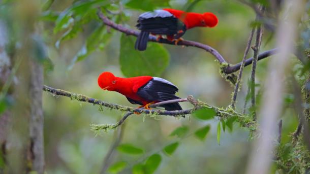 Andean cocks-of-the-rock, Ecuador (© Kit Day/Alamy Stock Photo)