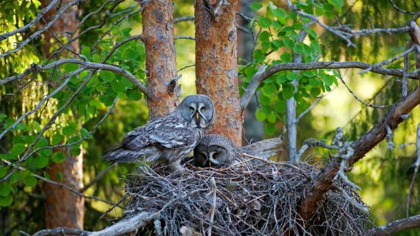 Great grey owls in their nest, Finland (© imageBROKER.com/Alamy Stock Photo)