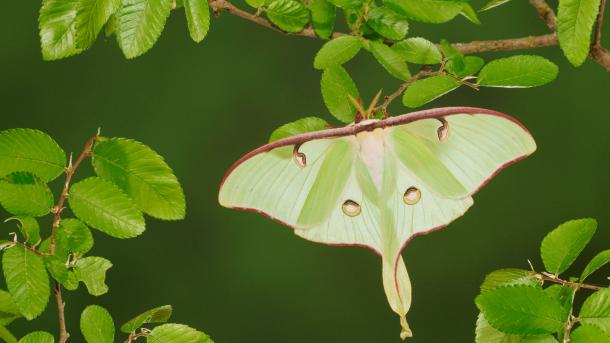Luna moth resting on cedar elm, New Braunfels, Texas, United States (© Rolf Nussbaumer/Nature Picture Library)