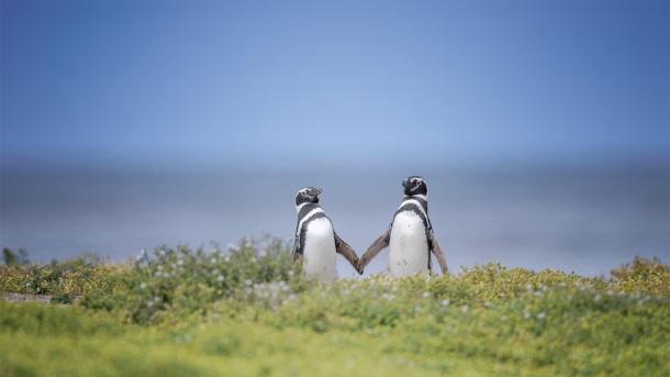 Two Magellanic penguins, Falkland Islands (© Vicki Jauron, Babylon and Beyond Photography/Getty Images)