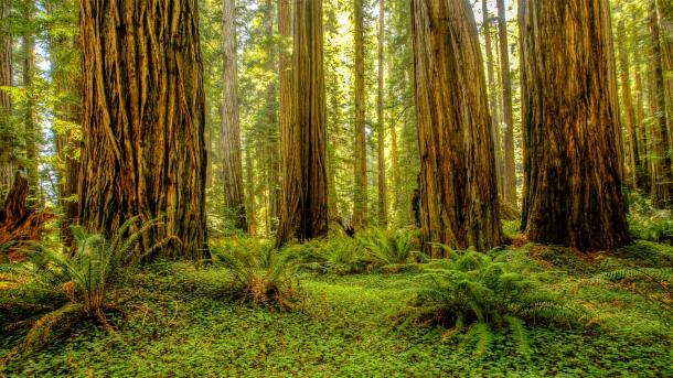 Grove of redwoods in Redwood National and State Parks, California, United States (© Bob Pool/Getty Images)