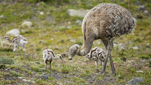 Lesser rhea adult male with chicks, Torres del Paine National Park, Patagonia, Chile (© Ignacio Yufera/Minden Pictures)