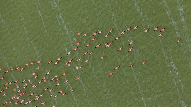 Flamboyance in flight