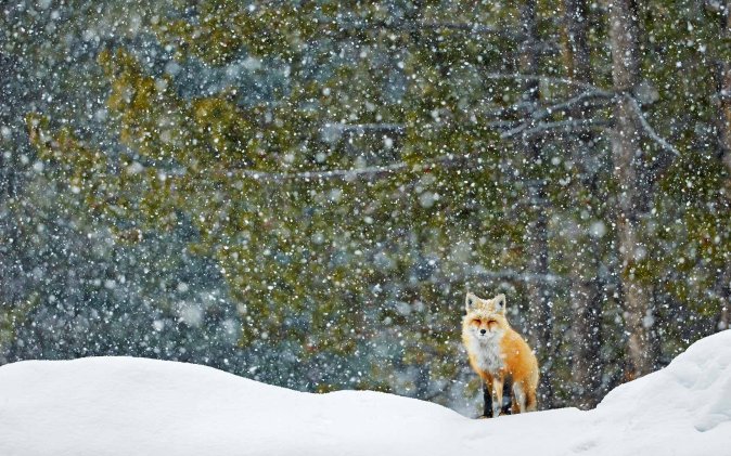 Whispers of winter - 2026年2月21日必应壁纸4K高清下载