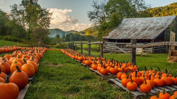 Zucche in azienda agricola, Carolina del Nord, USA (© Matthew H Irvin/Getty Images)