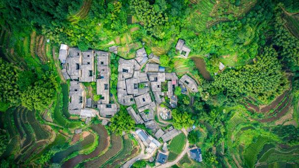 Giardino del tè nel villaggio di Yangjiatang, contea di Songyang, Cina (© feng xu/Getty Images)