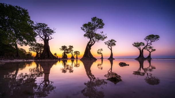 Mangrove trees at twilight, Walakiri Beach, island of Sumba, Indonesia (© Boonchet Ch./Getty Images)