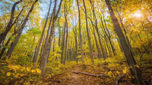 Fall colors in Shenandoah National Park, Virginia (© Michael Ver Sprill/Getty Images)