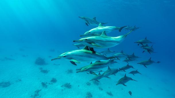 Spinner dolphin pod in the Red Sea, Marsa Alam, Egypt (© Franco Banfi/Nature Picture Library)