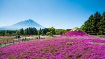 富士山与丛生福禄考花田,日本山梨县