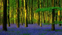 Micheldever Wood的蓝铃花,英国汉普郡