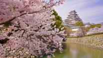 盛开的樱花和姬路城,日本姬路