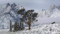 大提顿国家公园中的Old Patriarch Tree,怀俄明州