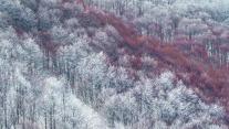 部分被雪覆盖的Val Cervara山坡上的老山毛榉林,意大利蒙帕赛诺