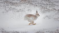 在白雪覆盖的高地上奔跑的雪兔,苏格兰