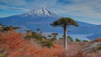 亚伊马火山与前景中的智利南洋杉,智利孔吉利奥国家公园