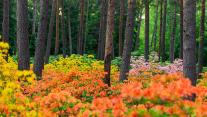 赫尔辛基的哈加杜鹃花公园,芬兰