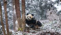 成都大熊猫繁育研究基地,中国