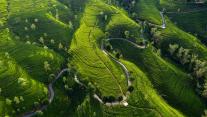 爱丁堡茶园, 努沃勒埃利耶, 斯里兰卡